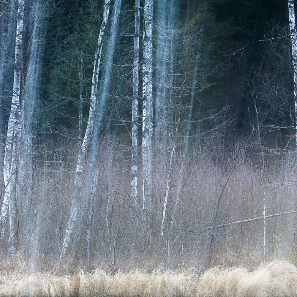 En fridfull skogsscen med höga, smala björkar omgivna av tät undervegetation och torra gräs i förgrunden. Lätt dimma ger en drömmande effekt.