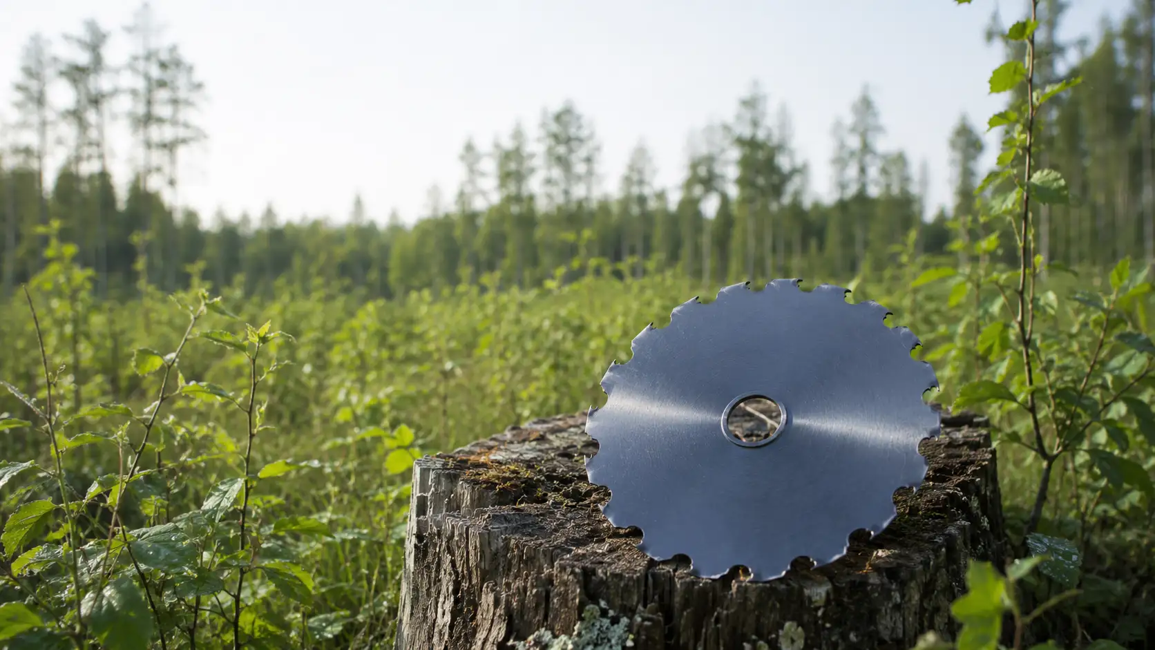 Sågblad på mossig trädstubbe